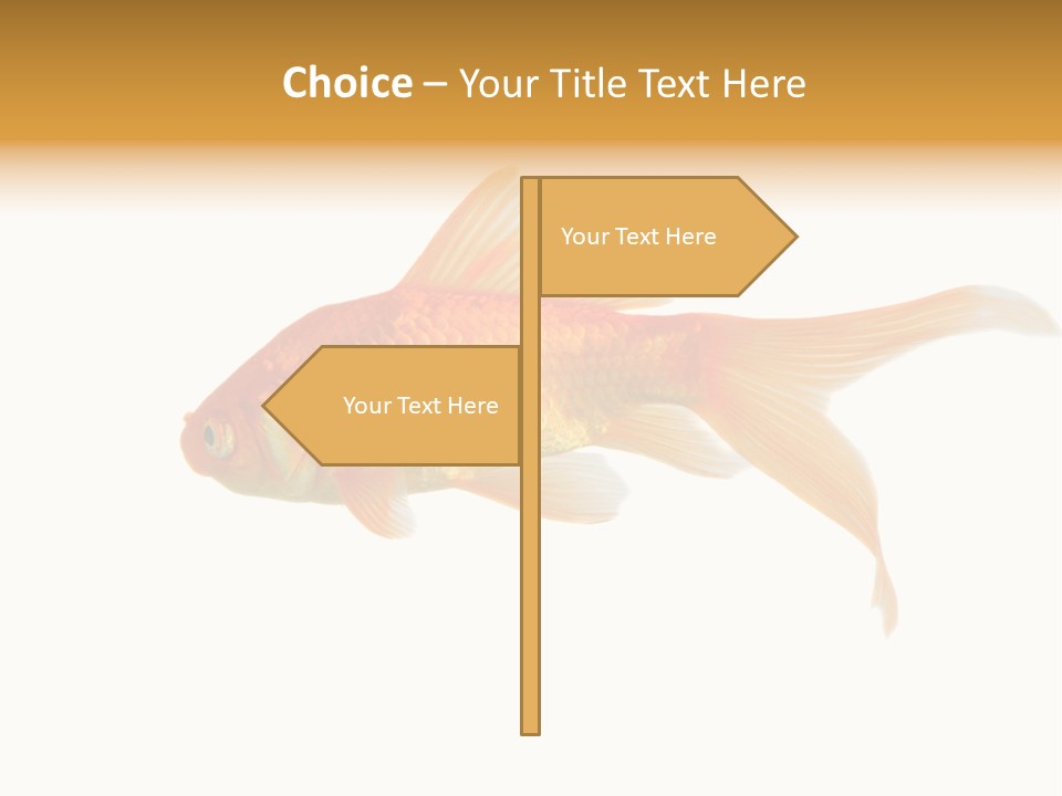Gold Fish Swimming Isolated On A White Background PowerPoint Template
