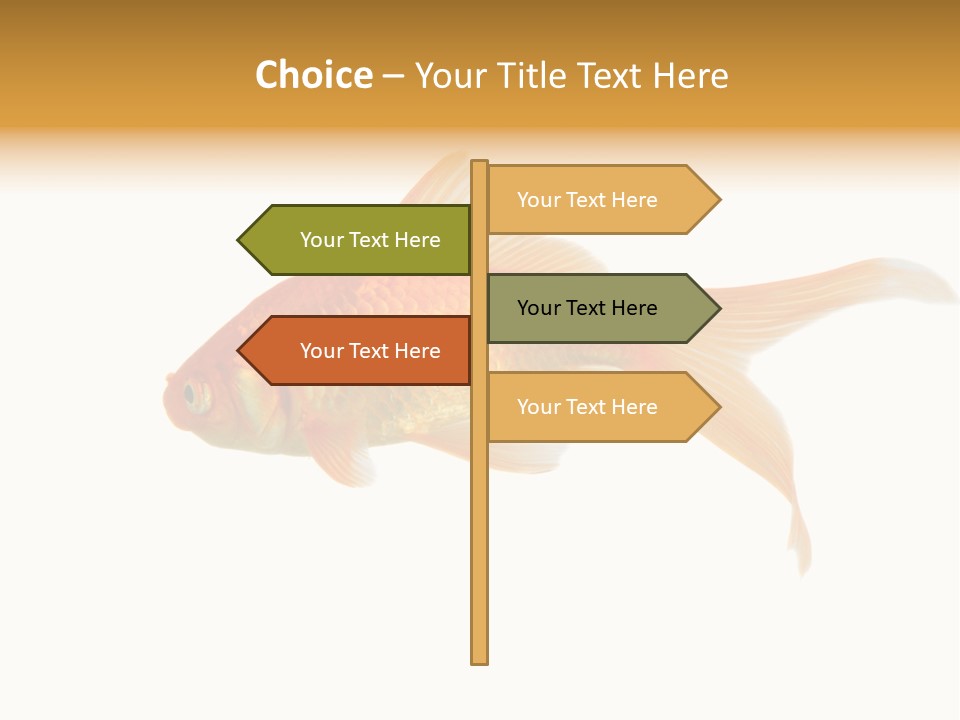 Gold Fish Swimming Isolated On A White Background PowerPoint Template