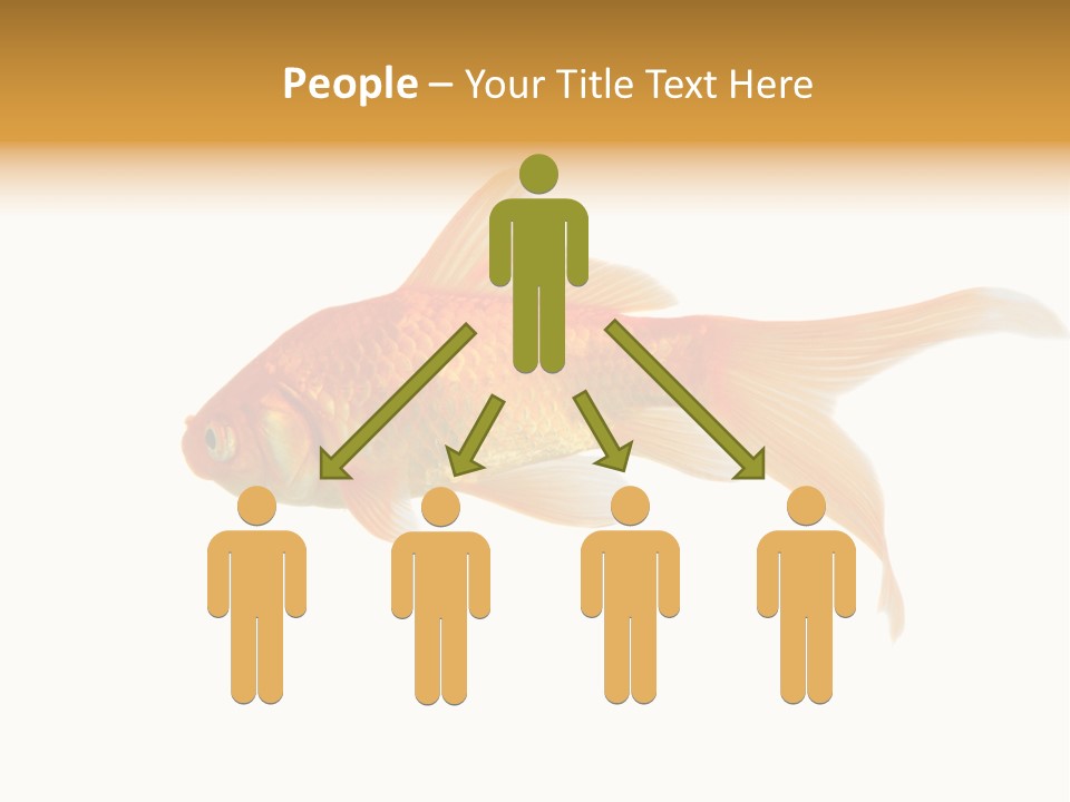 Gold Fish Swimming Isolated On A White Background PowerPoint Template