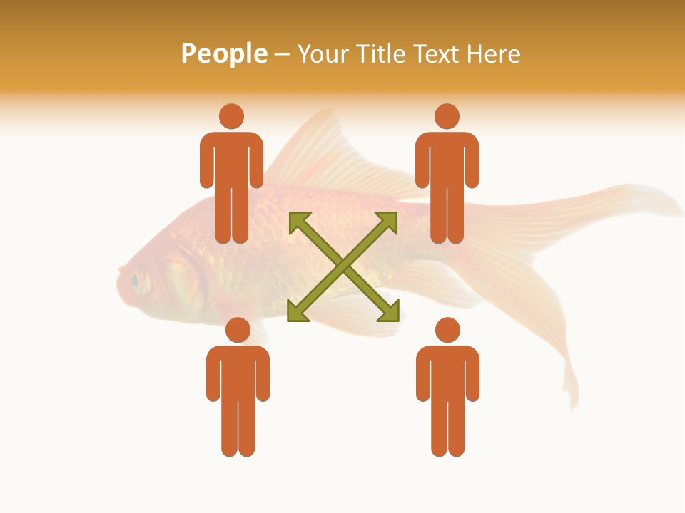 Gold Fish Swimming Isolated On A White Background PowerPoint Template