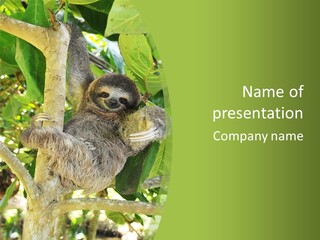 Sloth, Three Toe Juvenile Or Baby In Mango Tree, Cahuita, Costa Rica , Latin America, Exotic Mammal In Tropical Jungle PowerPoint Template