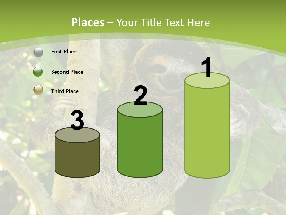 Sloth, Three Toe Juvenile Or Baby In Mango Tree, Cahuita, Costa Rica , Latin America, Exotic Mammal In Tropical Jungle PowerPoint Template