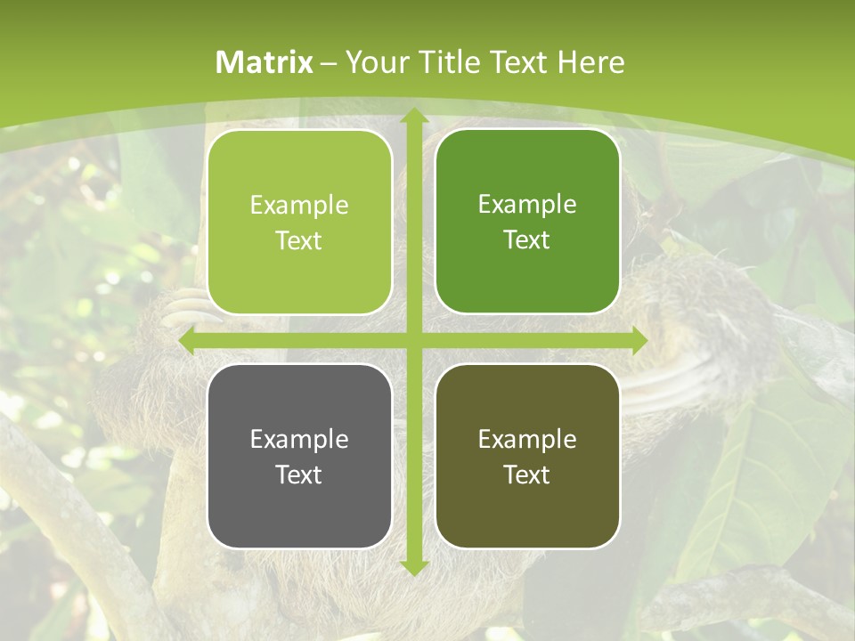 Sloth, Three Toe Juvenile Or Baby In Mango Tree, Cahuita, Costa Rica , Latin America, Exotic Mammal In Tropical Jungle PowerPoint Template