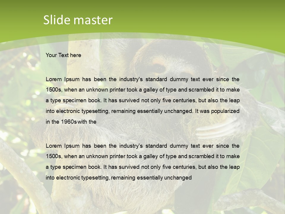 Sloth, Three Toe Juvenile Or Baby In Mango Tree, Cahuita, Costa Rica , Latin America, Exotic Mammal In Tropical Jungle PowerPoint Template