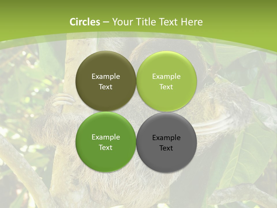 Sloth, Three Toe Juvenile Or Baby In Mango Tree, Cahuita, Costa Rica , Latin America, Exotic Mammal In Tropical Jungle PowerPoint Template