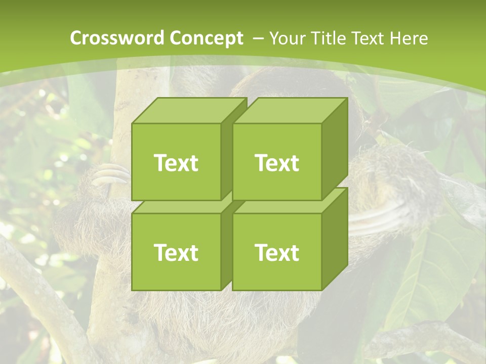 Sloth, Three Toe Juvenile Or Baby In Mango Tree, Cahuita, Costa Rica , Latin America, Exotic Mammal In Tropical Jungle PowerPoint Template