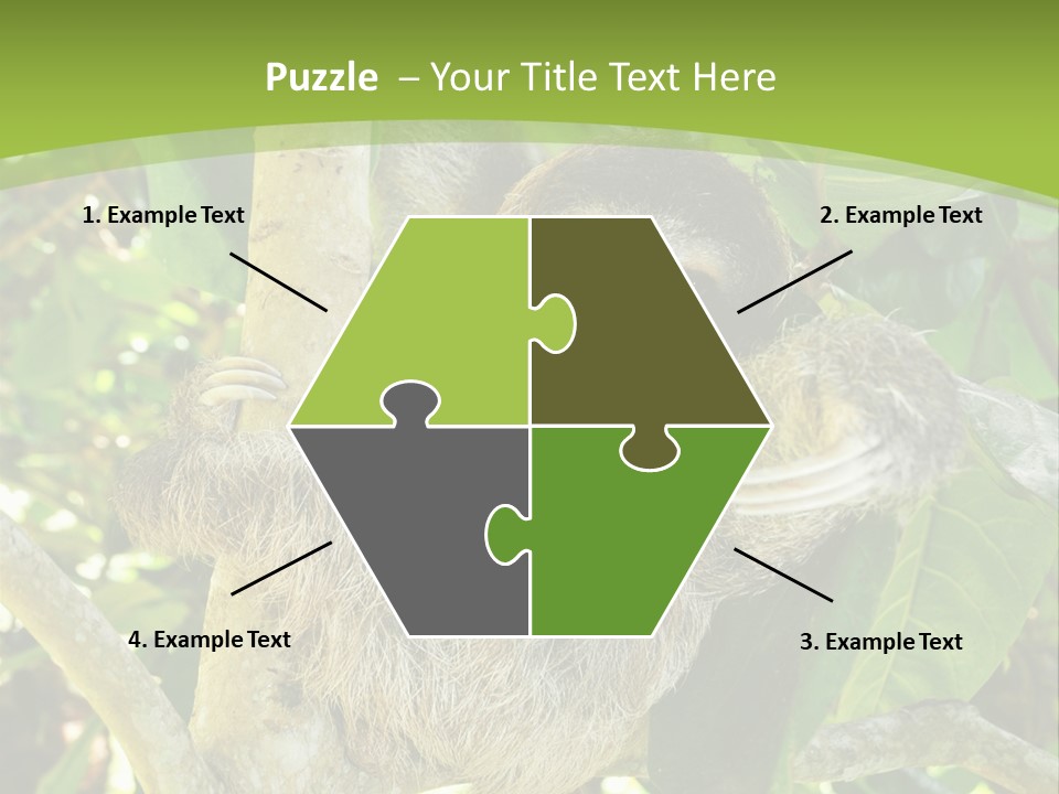 Sloth, Three Toe Juvenile Or Baby In Mango Tree, Cahuita, Costa Rica , Latin America, Exotic Mammal In Tropical Jungle PowerPoint Template