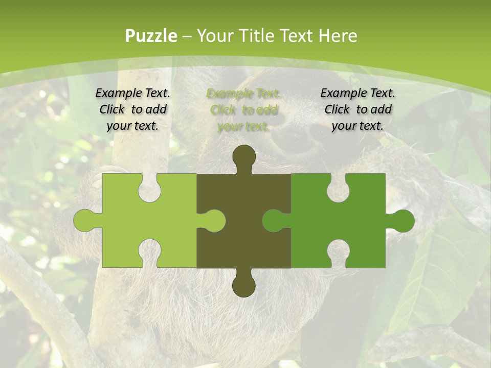 Sloth, Three Toe Juvenile Or Baby In Mango Tree, Cahuita, Costa Rica , Latin America, Exotic Mammal In Tropical Jungle PowerPoint Template