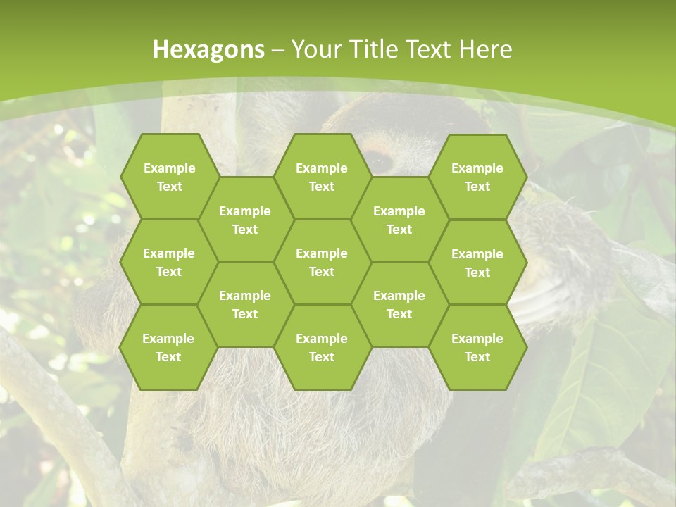 Sloth, Three Toe Juvenile Or Baby In Mango Tree, Cahuita, Costa Rica , Latin America, Exotic Mammal In Tropical Jungle PowerPoint Template