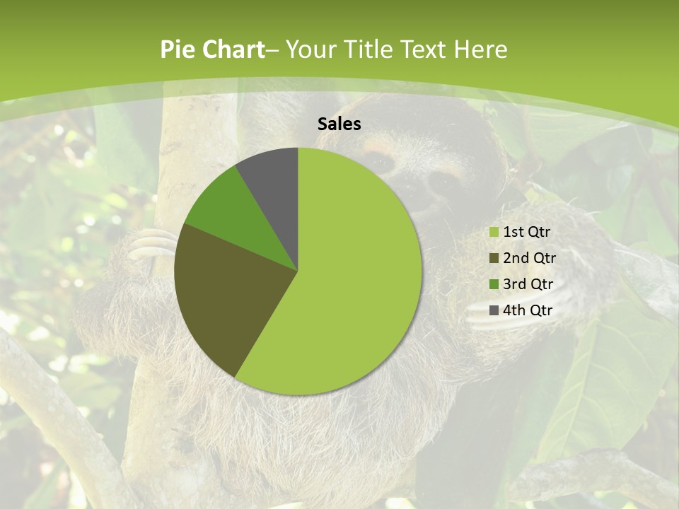 Sloth, Three Toe Juvenile Or Baby In Mango Tree, Cahuita, Costa Rica , Latin America, Exotic Mammal In Tropical Jungle PowerPoint Template