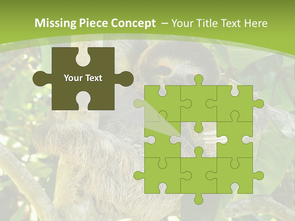 Sloth, Three Toe Juvenile Or Baby In Mango Tree, Cahuita, Costa Rica , Latin America, Exotic Mammal In Tropical Jungle PowerPoint Template