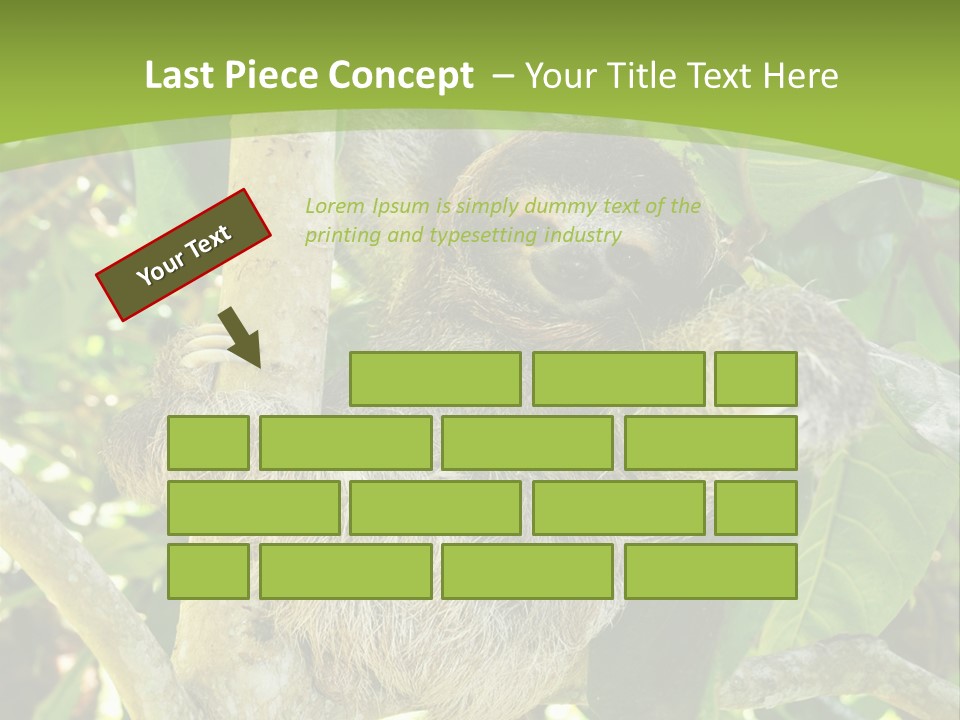 Sloth, Three Toe Juvenile Or Baby In Mango Tree, Cahuita, Costa Rica , Latin America, Exotic Mammal In Tropical Jungle PowerPoint Template