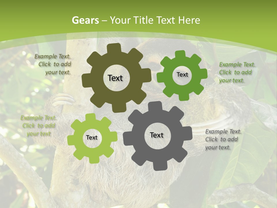 Sloth, Three Toe Juvenile Or Baby In Mango Tree, Cahuita, Costa Rica , Latin America, Exotic Mammal In Tropical Jungle PowerPoint Template
