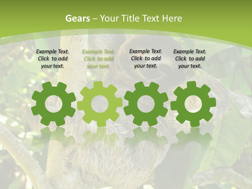 Sloth, Three Toe Juvenile Or Baby In Mango Tree, Cahuita, Costa Rica , Latin America, Exotic Mammal In Tropical Jungle PowerPoint Template