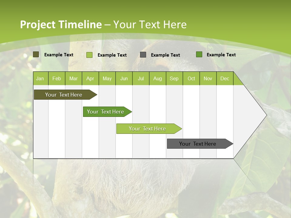 Sloth, Three Toe Juvenile Or Baby In Mango Tree, Cahuita, Costa Rica , Latin America, Exotic Mammal In Tropical Jungle PowerPoint Template