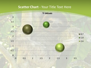 Sloth, Three Toe Juvenile Or Baby In Mango Tree, Cahuita, Costa Rica , Latin America, Exotic Mammal In Tropical Jungle PowerPoint Template