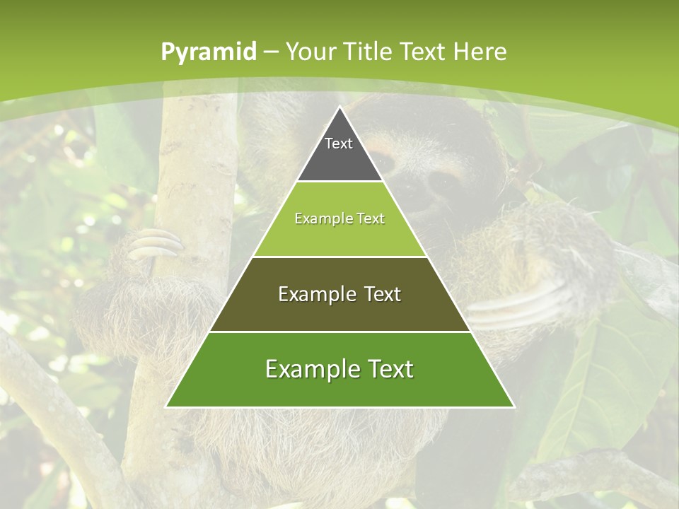 Sloth, Three Toe Juvenile Or Baby In Mango Tree, Cahuita, Costa Rica , Latin America, Exotic Mammal In Tropical Jungle PowerPoint Template