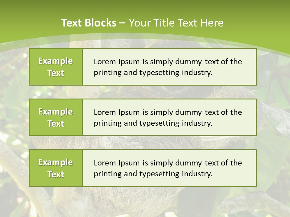 Sloth, Three Toe Juvenile Or Baby In Mango Tree, Cahuita, Costa Rica , Latin America, Exotic Mammal In Tropical Jungle PowerPoint Template