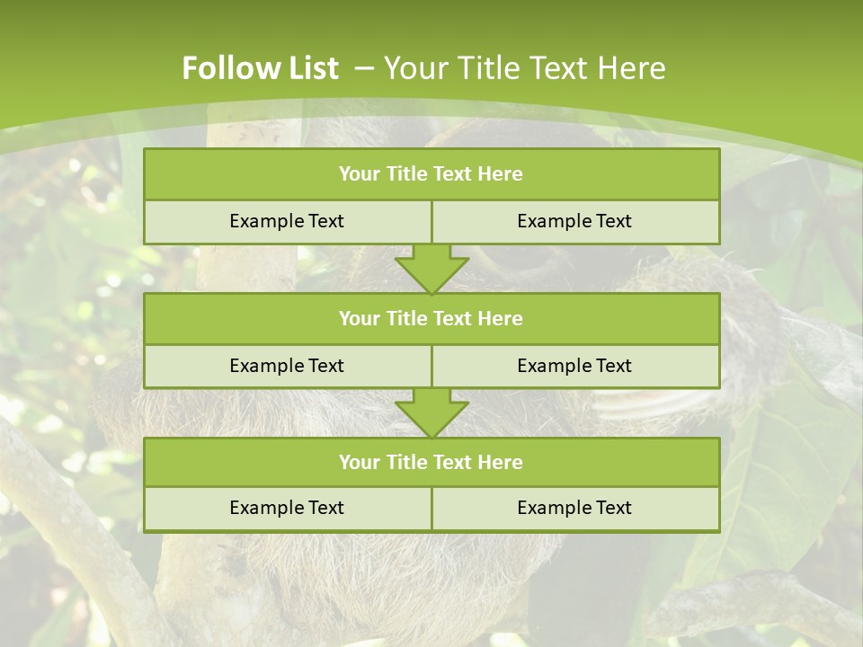 Sloth, Three Toe Juvenile Or Baby In Mango Tree, Cahuita, Costa Rica , Latin America, Exotic Mammal In Tropical Jungle PowerPoint Template
