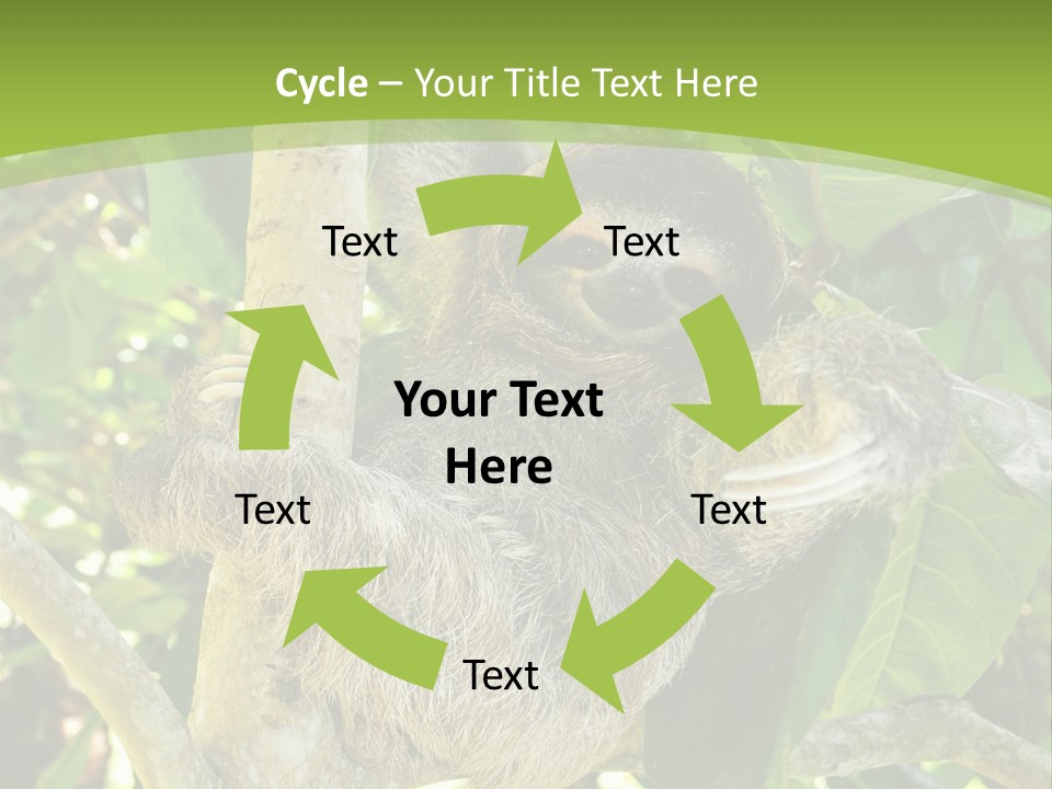 Sloth, Three Toe Juvenile Or Baby In Mango Tree, Cahuita, Costa Rica , Latin America, Exotic Mammal In Tropical Jungle PowerPoint Template