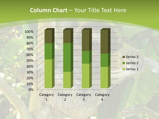 Sloth, Three Toe Juvenile Or Baby In Mango Tree, Cahuita, Costa Rica , Latin America, Exotic Mammal In Tropical Jungle PowerPoint Template