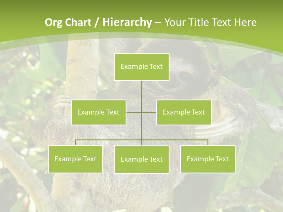 Sloth, Three Toe Juvenile Or Baby In Mango Tree, Cahuita, Costa Rica , Latin America, Exotic Mammal In Tropical Jungle PowerPoint Template