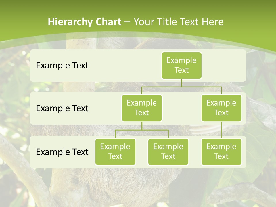 Sloth, Three Toe Juvenile Or Baby In Mango Tree, Cahuita, Costa Rica , Latin America, Exotic Mammal In Tropical Jungle PowerPoint Template