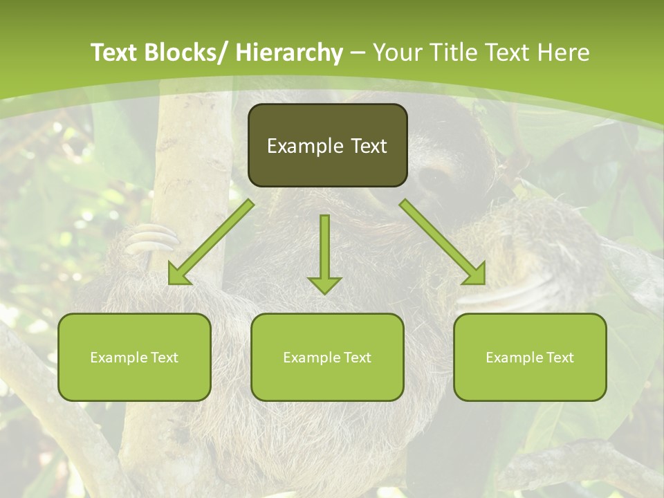 Sloth, Three Toe Juvenile Or Baby In Mango Tree, Cahuita, Costa Rica , Latin America, Exotic Mammal In Tropical Jungle PowerPoint Template