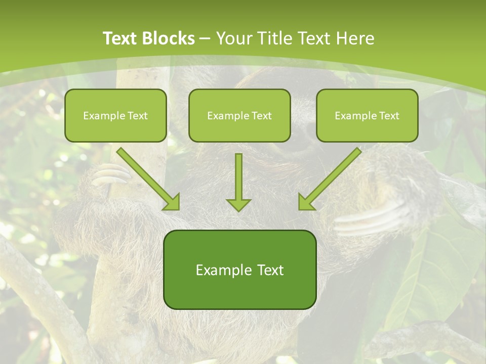 Sloth, Three Toe Juvenile Or Baby In Mango Tree, Cahuita, Costa Rica , Latin America, Exotic Mammal In Tropical Jungle PowerPoint Template