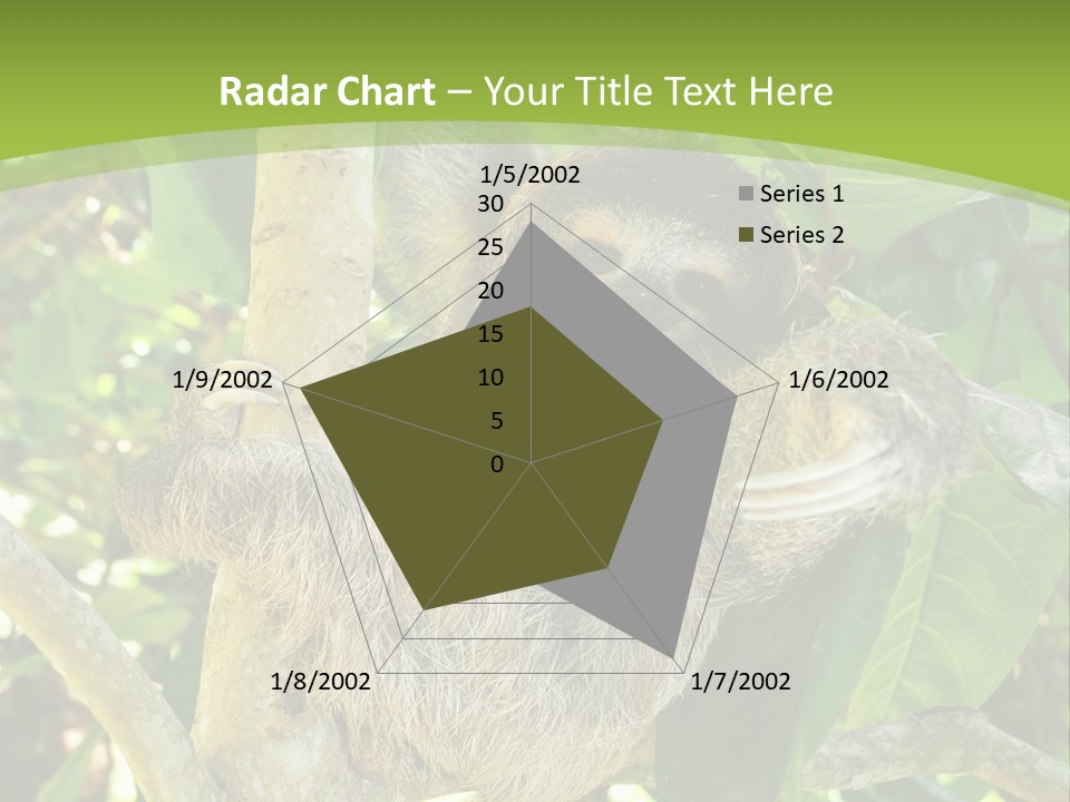 Sloth, Three Toe Juvenile Or Baby In Mango Tree, Cahuita, Costa Rica , Latin America, Exotic Mammal In Tropical Jungle PowerPoint Template