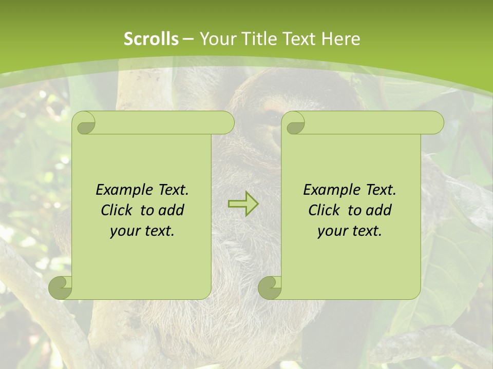 Sloth, Three Toe Juvenile Or Baby In Mango Tree, Cahuita, Costa Rica , Latin America, Exotic Mammal In Tropical Jungle PowerPoint Template