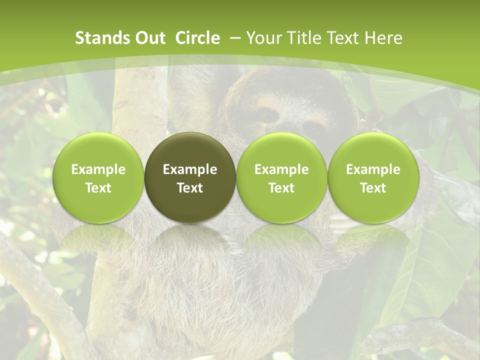 Sloth, Three Toe Juvenile Or Baby In Mango Tree, Cahuita, Costa Rica , Latin America, Exotic Mammal In Tropical Jungle PowerPoint Template