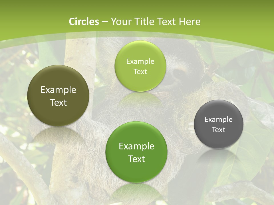 Sloth, Three Toe Juvenile Or Baby In Mango Tree, Cahuita, Costa Rica , Latin America, Exotic Mammal In Tropical Jungle PowerPoint Template