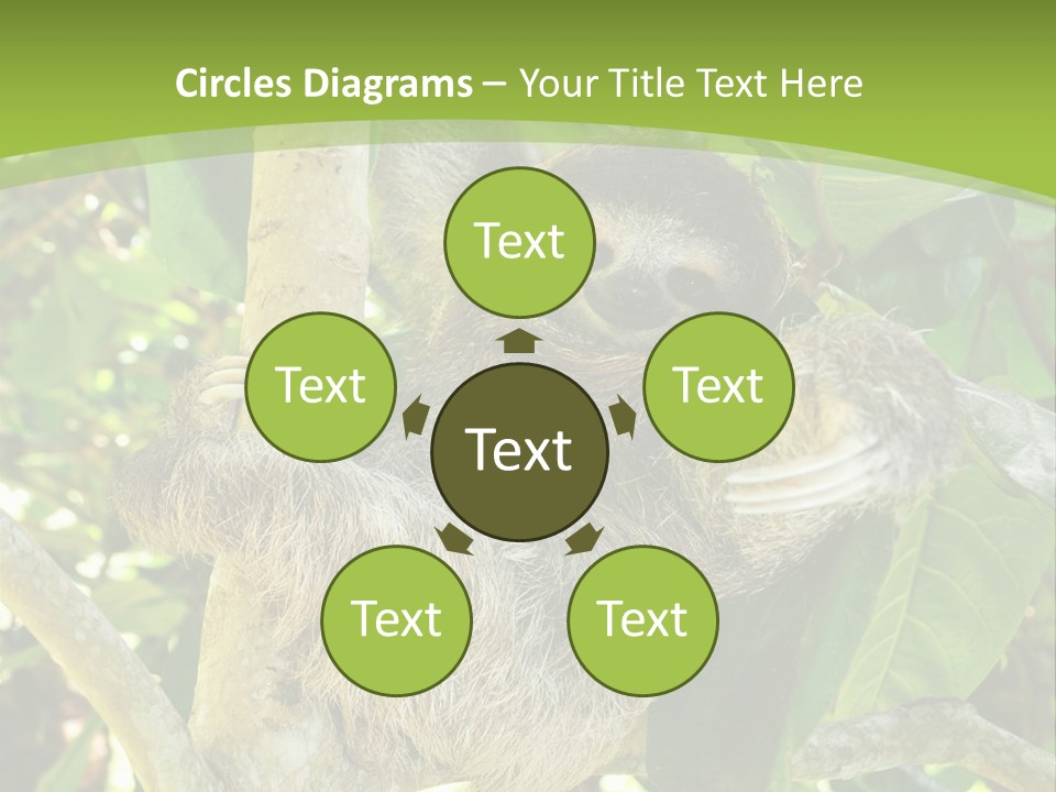 Sloth, Three Toe Juvenile Or Baby In Mango Tree, Cahuita, Costa Rica , Latin America, Exotic Mammal In Tropical Jungle PowerPoint Template