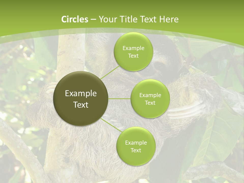 Sloth, Three Toe Juvenile Or Baby In Mango Tree, Cahuita, Costa Rica , Latin America, Exotic Mammal In Tropical Jungle PowerPoint Template