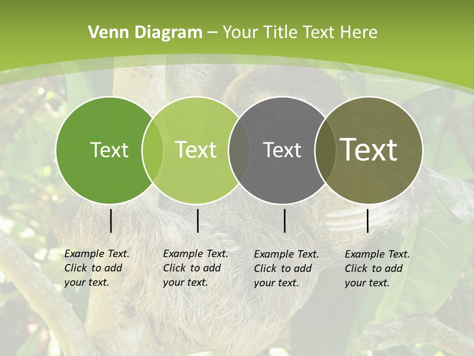Sloth, Three Toe Juvenile Or Baby In Mango Tree, Cahuita, Costa Rica , Latin America, Exotic Mammal In Tropical Jungle PowerPoint Template