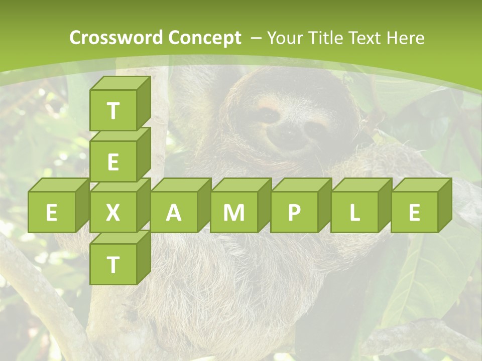 Sloth, Three Toe Juvenile Or Baby In Mango Tree, Cahuita, Costa Rica , Latin America, Exotic Mammal In Tropical Jungle PowerPoint Template