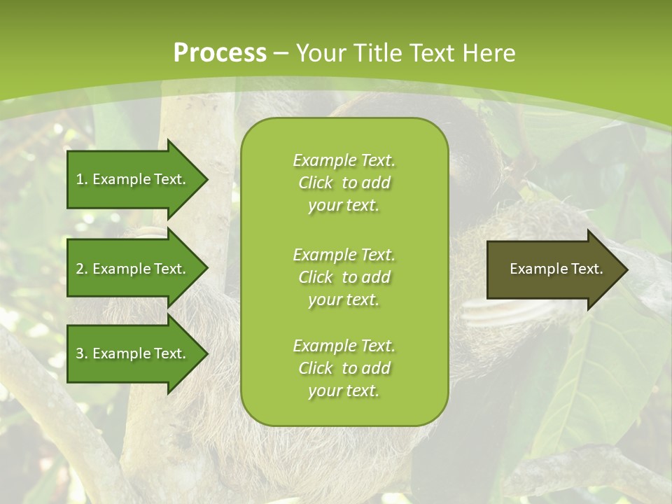 Sloth, Three Toe Juvenile Or Baby In Mango Tree, Cahuita, Costa Rica , Latin America, Exotic Mammal In Tropical Jungle PowerPoint Template