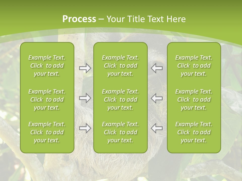 Sloth, Three Toe Juvenile Or Baby In Mango Tree, Cahuita, Costa Rica , Latin America, Exotic Mammal In Tropical Jungle PowerPoint Template