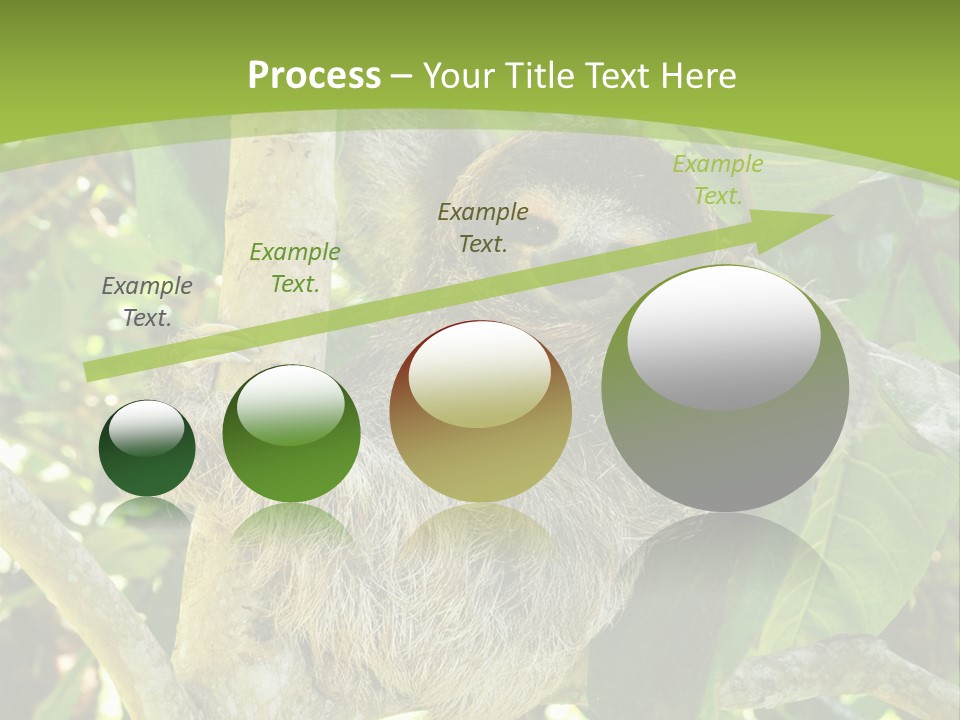 Sloth, Three Toe Juvenile Or Baby In Mango Tree, Cahuita, Costa Rica , Latin America, Exotic Mammal In Tropical Jungle PowerPoint Template