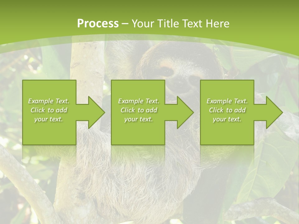 Sloth, Three Toe Juvenile Or Baby In Mango Tree, Cahuita, Costa Rica , Latin America, Exotic Mammal In Tropical Jungle PowerPoint Template