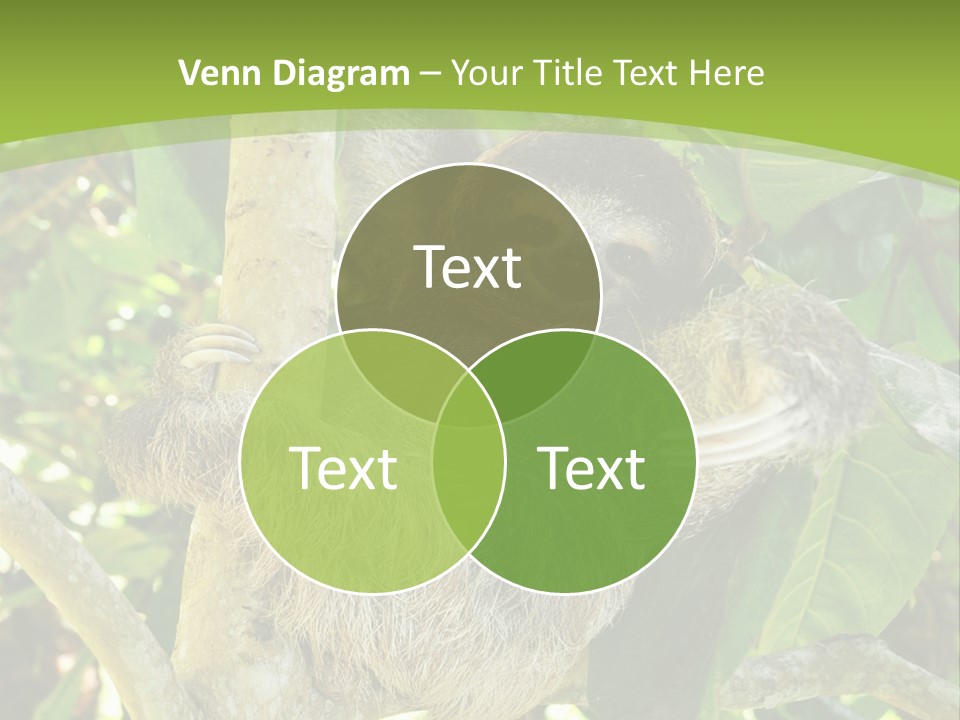 Sloth, Three Toe Juvenile Or Baby In Mango Tree, Cahuita, Costa Rica , Latin America, Exotic Mammal In Tropical Jungle PowerPoint Template