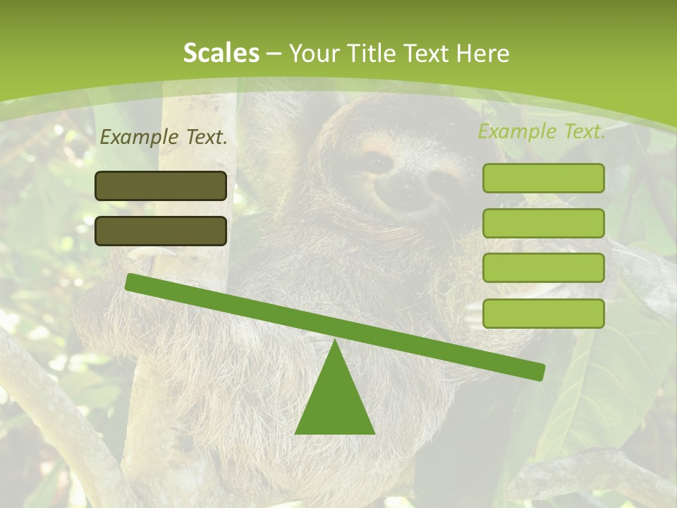 Sloth, Three Toe Juvenile Or Baby In Mango Tree, Cahuita, Costa Rica , Latin America, Exotic Mammal In Tropical Jungle PowerPoint Template