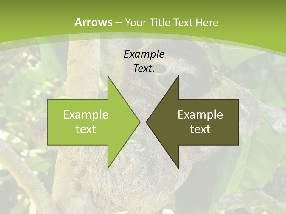 Sloth, Three Toe Juvenile Or Baby In Mango Tree, Cahuita, Costa Rica , Latin America, Exotic Mammal In Tropical Jungle PowerPoint Template