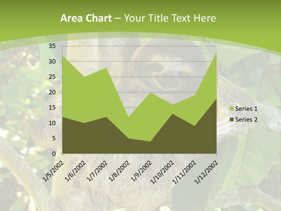 Sloth, Three Toe Juvenile Or Baby In Mango Tree, Cahuita, Costa Rica , Latin America, Exotic Mammal In Tropical Jungle PowerPoint Template