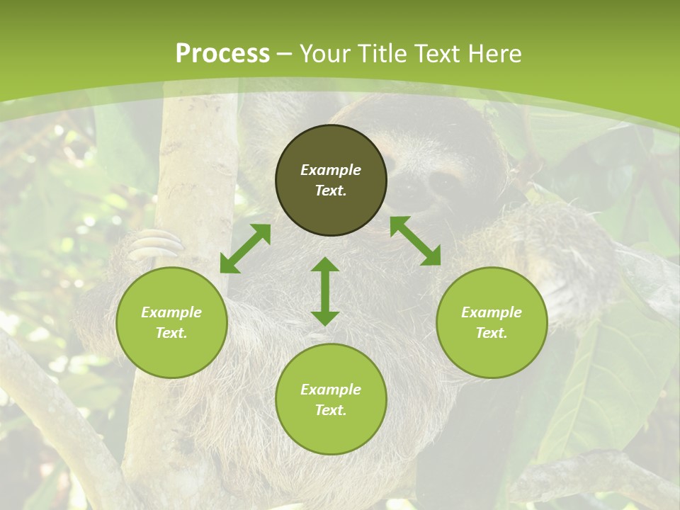 Sloth, Three Toe Juvenile Or Baby In Mango Tree, Cahuita, Costa Rica , Latin America, Exotic Mammal In Tropical Jungle PowerPoint Template