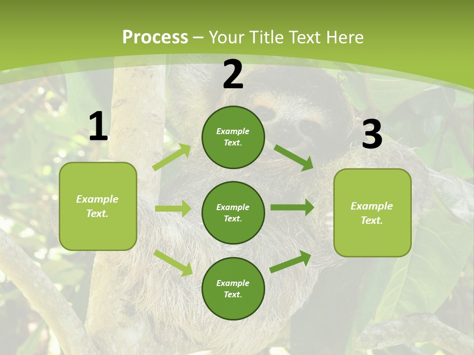 Sloth, Three Toe Juvenile Or Baby In Mango Tree, Cahuita, Costa Rica , Latin America, Exotic Mammal In Tropical Jungle PowerPoint Template