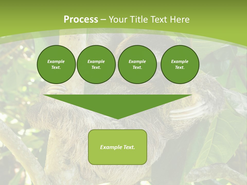 Sloth, Three Toe Juvenile Or Baby In Mango Tree, Cahuita, Costa Rica , Latin America, Exotic Mammal In Tropical Jungle PowerPoint Template