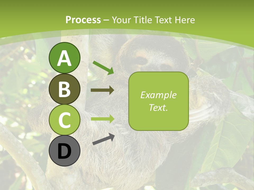 Sloth, Three Toe Juvenile Or Baby In Mango Tree, Cahuita, Costa Rica , Latin America, Exotic Mammal In Tropical Jungle PowerPoint Template