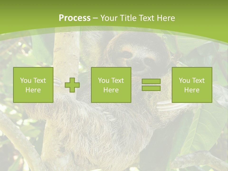 Sloth, Three Toe Juvenile Or Baby In Mango Tree, Cahuita, Costa Rica , Latin America, Exotic Mammal In Tropical Jungle PowerPoint Template